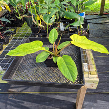 Load image into Gallery viewer, Philodendron Jungle Fever , Exact Plant Variegated Ships Nationwide