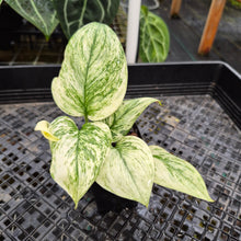 Load image into Gallery viewer, Scindapsus Moonlight Marble, Exact Plant Variegated Ships Nationwide