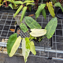 Load image into Gallery viewer, Philodendron Jose Buono, Exact Plant Variegated Ships Nationwide