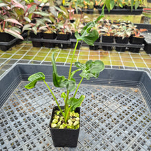 Load image into Gallery viewer, Alocasia Teletubbies 2.5" pot, Fedex 2day*