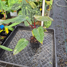 Load image into Gallery viewer, Philodendron Dark Lord, Exact Plant Ships Nationwide