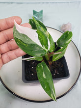 Load image into Gallery viewer, White Princess, Exact Plant, double plant, variegated Philodendron