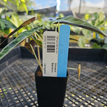 Load image into Gallery viewer, Alocasia Bambino Aurea Variegated 2.5" pot, Fedex 2day*