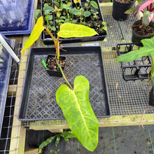 Load image into Gallery viewer, Philodendron Goldiana 4" pot, Fedex 2day*
