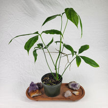 Load image into Gallery viewer, Anthurium Clavigerum 6" pot, Fedex 2day