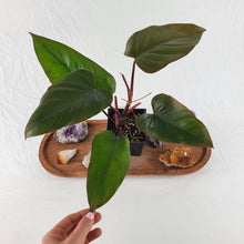 Load image into Gallery viewer, Philodendron Dark Lord 4" pot, Fedex 2day*
