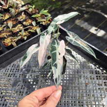 Load image into Gallery viewer, Alocasia Bambino Arrow Pink variegated exact plant, Fedex 2day*