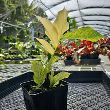 Load image into Gallery viewer, Zamioculcas Zamiifolia Wild Form ZZ Variegated 4" pot, Fedex 2day*