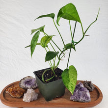 Load image into Gallery viewer, Epipremnum Pinnatum Tricolor Mint Variegated 4" pot, ships nationwide