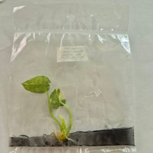 Load image into Gallery viewer, Alocasia Sinuata Albo Variegated tissue culture 2DayAir