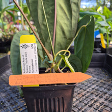 Load image into Gallery viewer, Anthurium Ace of Spades Tezula Dark Form x Kunayalense ,Exact Plant Variegated Ships Nationwide