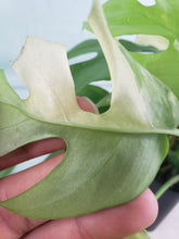 Load image into Gallery viewer, Tetrasperma, exact plant, variegated Rhaphidophora, ships nationwide