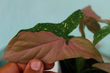 Load image into Gallery viewer, Varigated Syngonium Red Spot Tricolor Exact Plant