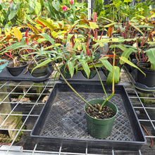 Load image into Gallery viewer, Philodendron Polypodioides, Exact Plant Ships Nationwide