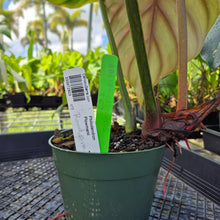 Load image into Gallery viewer, Philodendron Plowmanii, Exact Plant Ships Nationwide