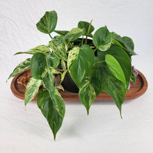 Load image into Gallery viewer, Philodendron Hederaceum, Heart Leaf, Exact Plant Variegated multi pot of 5 Ships Nationwide