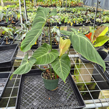 Load image into Gallery viewer, Philodendron Gloriosum, Pink Veined Back exact plant, Fedex 2day