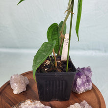Load image into Gallery viewer, Anthurium Sp. Limon 4" pot, Fedex 2day*