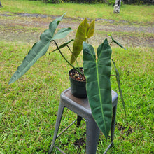 Load image into Gallery viewer, Philodendron Maximum , Exact Plant Ships Nationwide