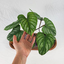 Load image into Gallery viewer, Philodendron Plowmanii 4" pot, Fedex 2day*