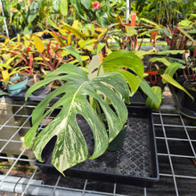 Load image into Gallery viewer, Monstera Borsigiana Albo Deliciosa, Exact Plant Variegated Ships Nationwide