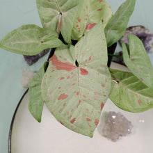 Load image into Gallery viewer, Syngonium Milk Confetti Shipped Nationwide