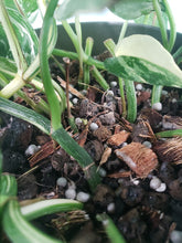 Load image into Gallery viewer, Epipremnum Pinnatum Albo, Exact Plant Variegated