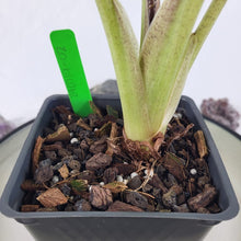 Load image into Gallery viewer, Alocasia Wentii, Exact Plant Variegated