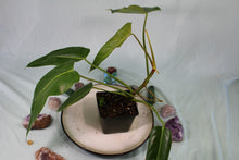 Load image into Gallery viewer, Philodendron Bernadopazii Exact Plant