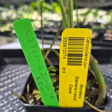 Load image into Gallery viewer, Monstera Sierrana Hawaii Clone, Exact Plant Ships Nationwide