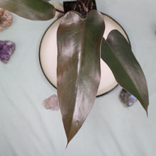 Load image into Gallery viewer, Philodendron Majesty Shipped Nationwide
