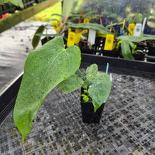 Load image into Gallery viewer, Anthurium Warocqueanum x noid, Exact Plant Ships Nationwide