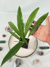 Load image into Gallery viewer, Philodendron Acutifolium, Exact Plant