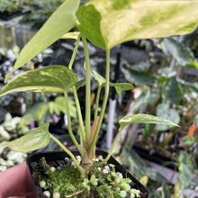 Load image into Gallery viewer, Anthurium Clarinervium Variegated exact plant, Fedex 2day*