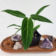 Load image into Gallery viewer, Anthurium Warocqueanum, Queen 4" pot, Fedex 2 day*