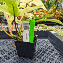 Load image into Gallery viewer, Philodendron Florida Ghost, Exact Plant Ships Nationwide