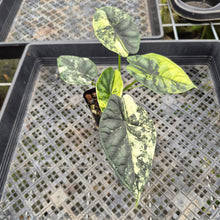 Load image into Gallery viewer, Alocasia Baginda Dragon Scale Albo Aurea Bicolor variegated exact plant, Fedex 2day*