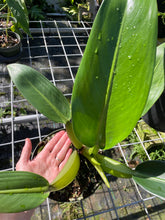 Load image into Gallery viewer, Philodendron Martianum Fat Boy, Exact Plant