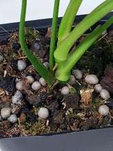 Load image into Gallery viewer, Philodendron 69686 Bette Waterbury 2.5" Pot, Fedex 2 day*