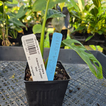 Load image into Gallery viewer, Monstera Adansonii European Mint, Exact Plant Variegated Ships Nationwide
