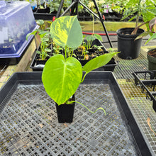 Load image into Gallery viewer, Monstera marilyn variegated, Exact Plant Ships Nationwide.