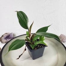 Load image into Gallery viewer, Philodendron White Knight Variegated 2.5" pot, Fedex 2day*