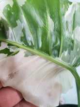 Load image into Gallery viewer, Odora Okinawa Silver, Exact Plant, variegated Alocasia