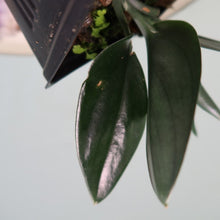 Load image into Gallery viewer, Scindapsus Treubii Dark Form Shipped Nationwide