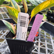 Load image into Gallery viewer, Philodendron Red Congo, Exact Plant Variegated Ships Nationwide
