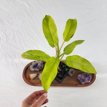 Load image into Gallery viewer, Philodendron Thai Sunrise Variegated 4" pot, Fedex 2 day*