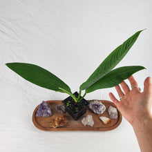 Load image into Gallery viewer, Philodendron Campii Lynette, Exact Plant Ships Nationwide