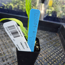 Load image into Gallery viewer, Anthurium Vittarifolium , Exact Plant Variegated Ships Nationwide