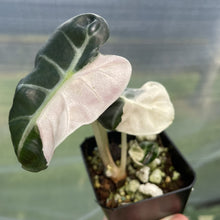 Load image into Gallery viewer, Alocasia Heart Balloon pink variegated exact plant, Fedex 2day*