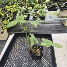 Load image into Gallery viewer, Philodendron Bipennifolium Splash Gordon Variegated exact plant, Fedex 2day*